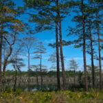 Apalachicola National Forest